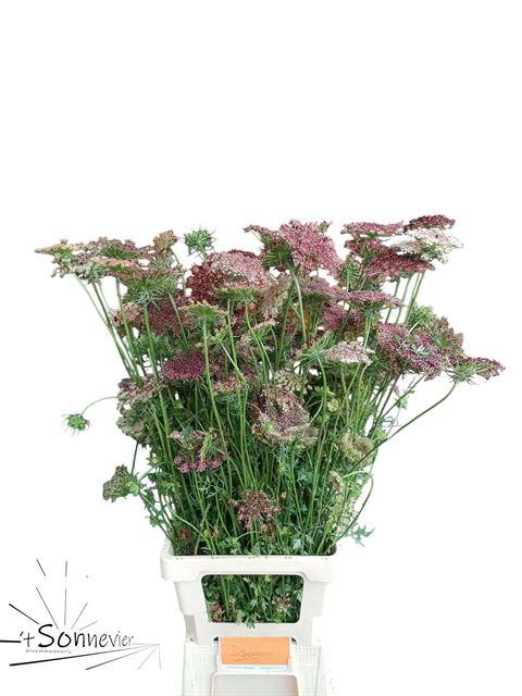 DAUCUS CAROTA DARA XL