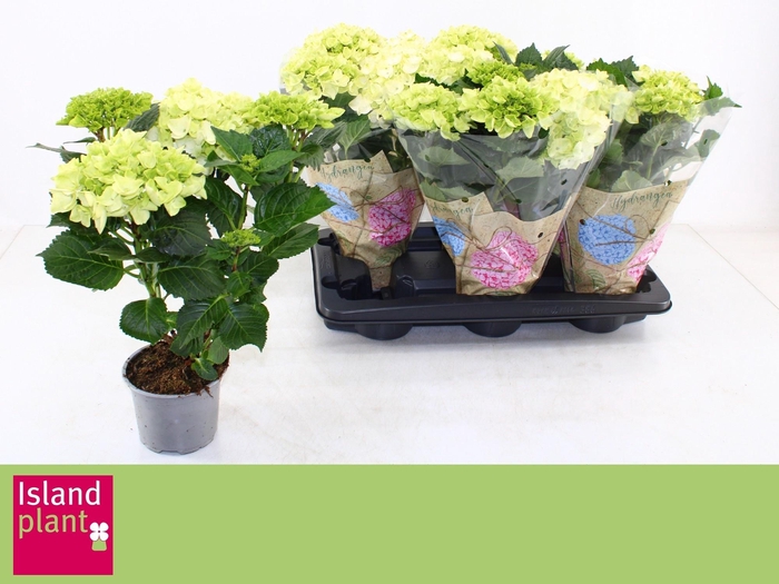 <h4>HYDR M HI WHITE SUN</h4>