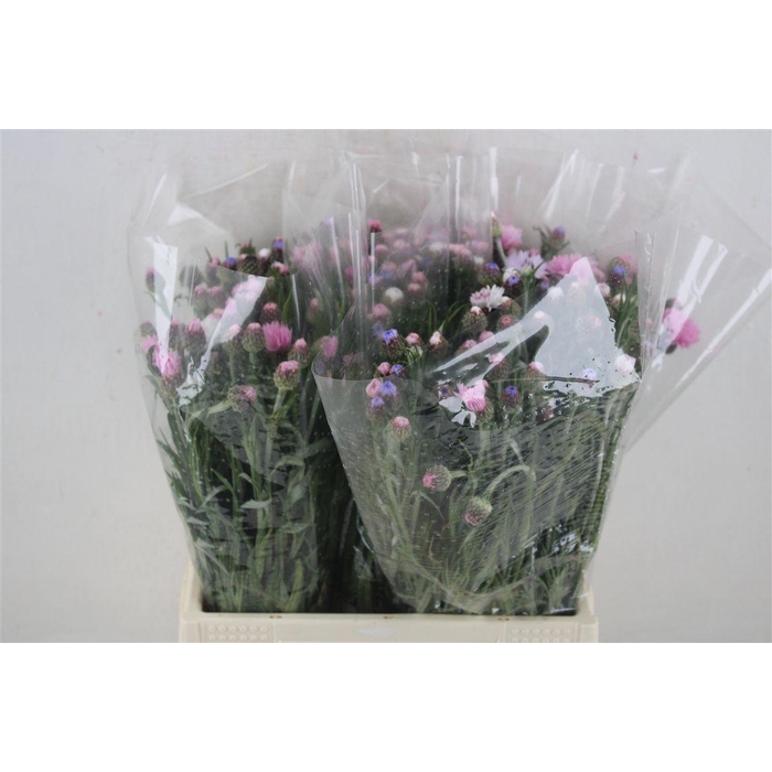 <h4>Centaurea Pink Carpet</h4>