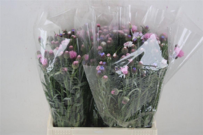 Centaurea Pink Carpet