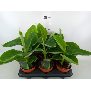 Musa  'Tropicana'