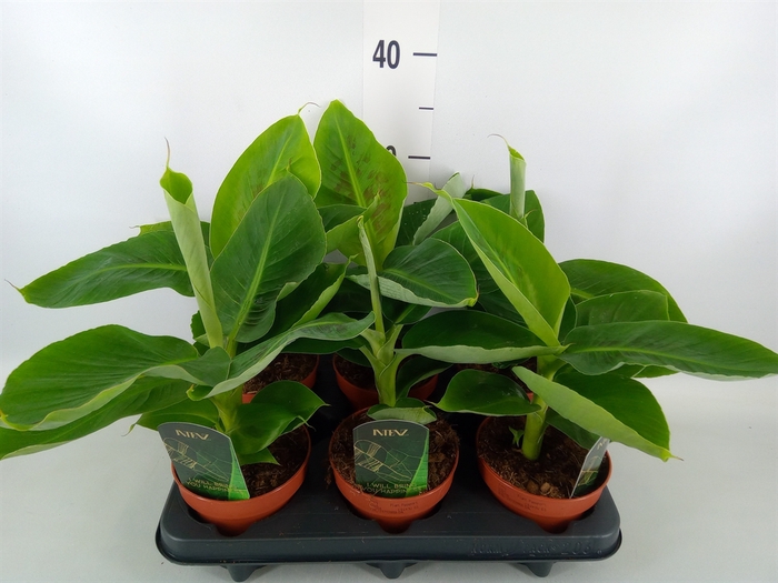 <h4>Musa  'Tropicana'</h4>