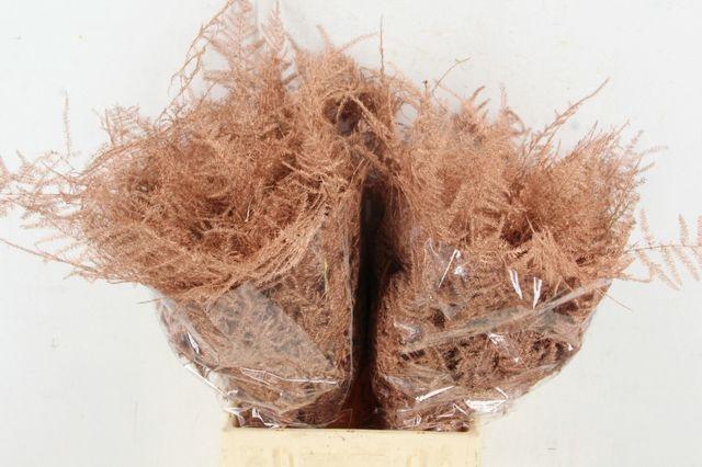 <h4>ASP OV KLB KOPER</h4>