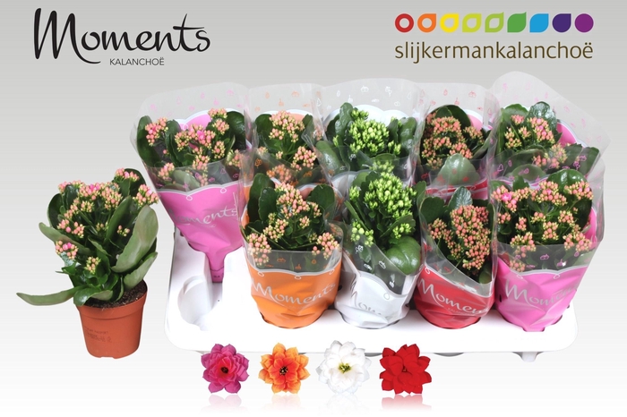 <h4>KAL GE GEM 4 KL</h4>