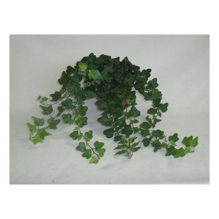 <h4>Mini Wonder 13cm</h4>