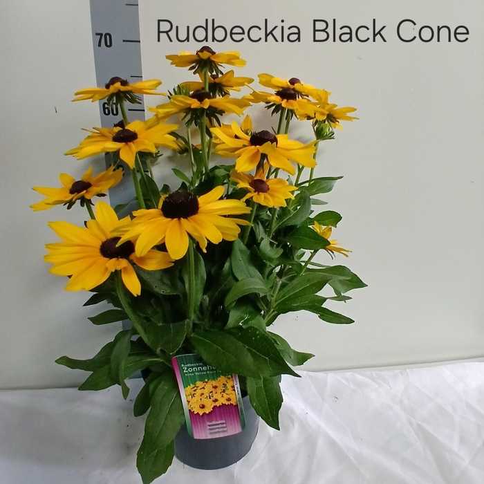 <h4>RUDB SUNBECK OPHELIA</h4>