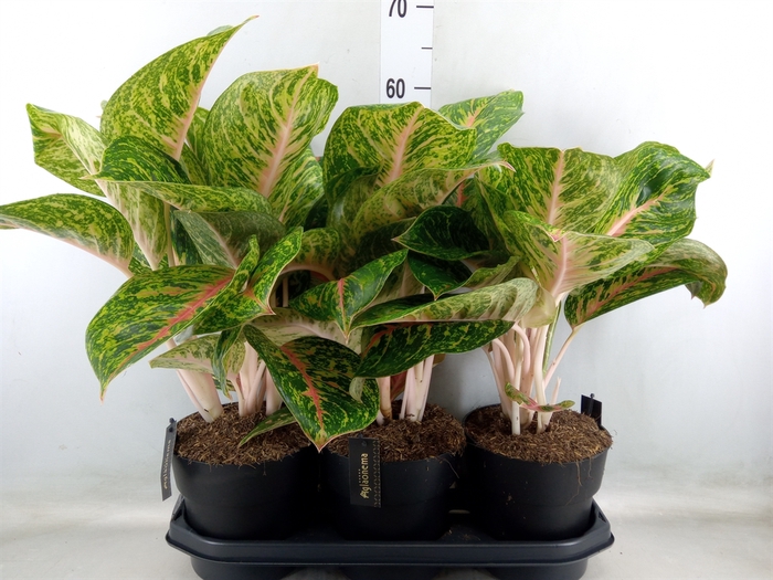 <h4>Aglaonema  'Spring Red'</h4>