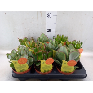 Crassula   ...mix