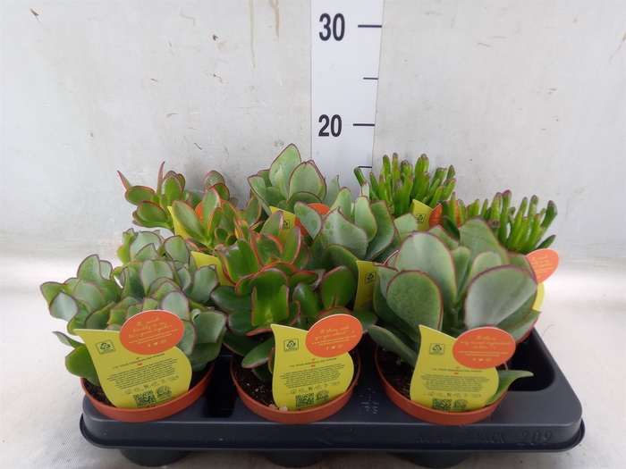 <h4>Crassula   ...mix</h4>