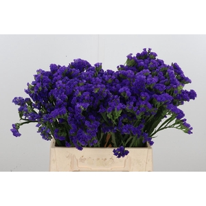Statice Blue Marina Violet