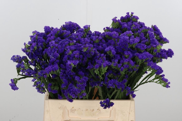 <h4>Statice Blue Marina Violet</h4>