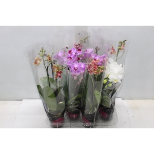 PHALAENOPSIS MINI P09 2 HT PREMIUM