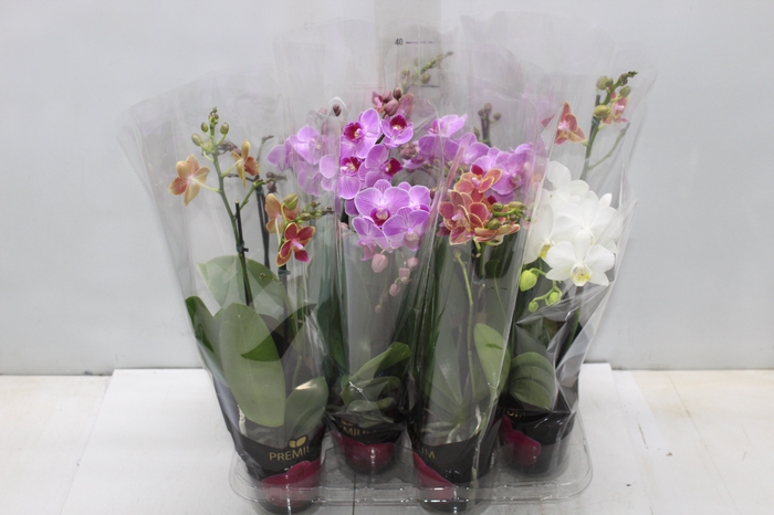 <h4>PHALAENOPSIS MINI P09 2 HT PREMIUM</h4>