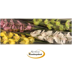 Cymbidium Mix