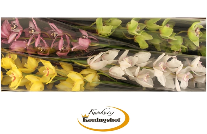 <h4>Cymbidium Mix</h4>