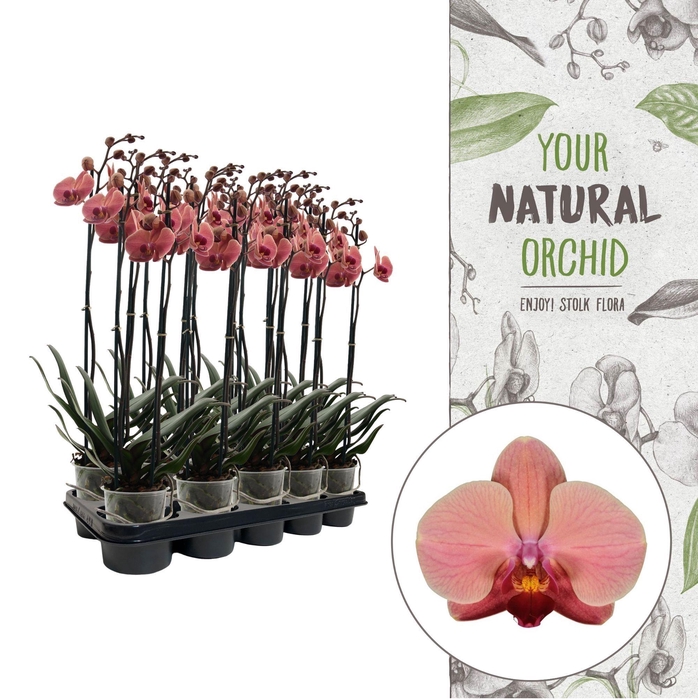 <h4>Your Natural Orchid | Orange | Phalaenopsis 3 spike</h4>