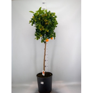 Citrus   ...