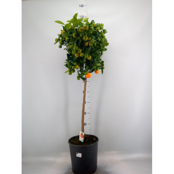 <h4>Citrus   ...</h4>