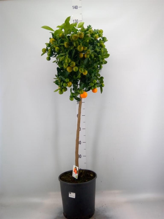 Citrus   ...