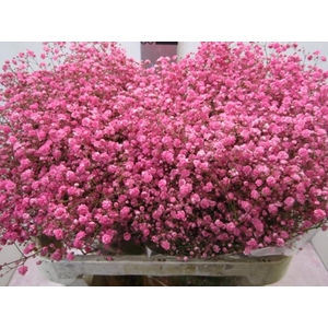 Gipsophilla Xlence Pink