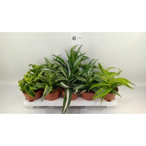 Dracaena   ...mix