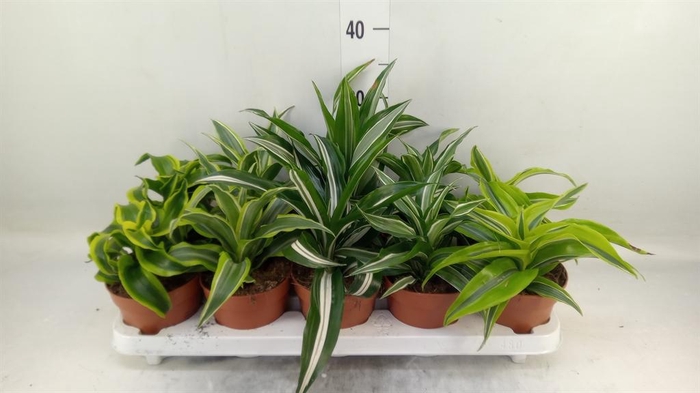 <h4>Dracaena   ...mix</h4>