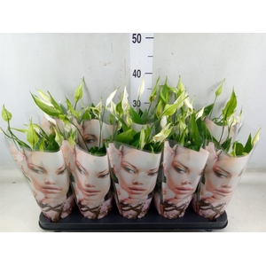 Spathiphyllum  'Alana'
