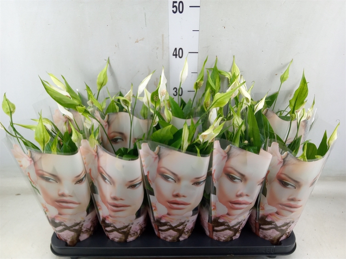 <h4>Spathiphyllum  'Alana'</h4>