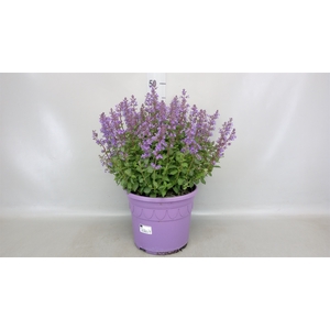 Nepeta faassenii