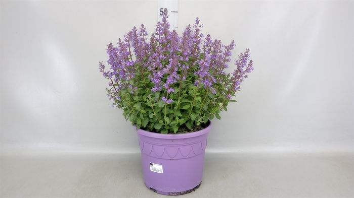 <h4>Nepeta faassenii</h4>