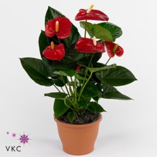 Anthurium Turenza ''Perfect Red®''