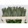 Lysimachia Moonlight