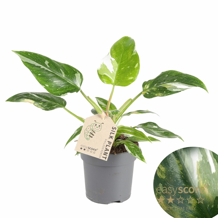 <h4>CALATHEA ORBIFOLIA P11</h4>