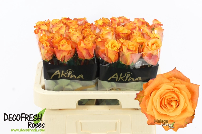 <h4>R Gr Malaga Akina</h4>