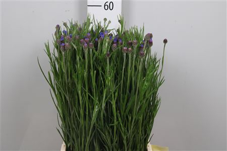 <h4>Centau Cyanus Ex</h4>