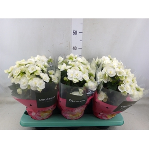 Begonia elat. DU 'Move2Joy White'