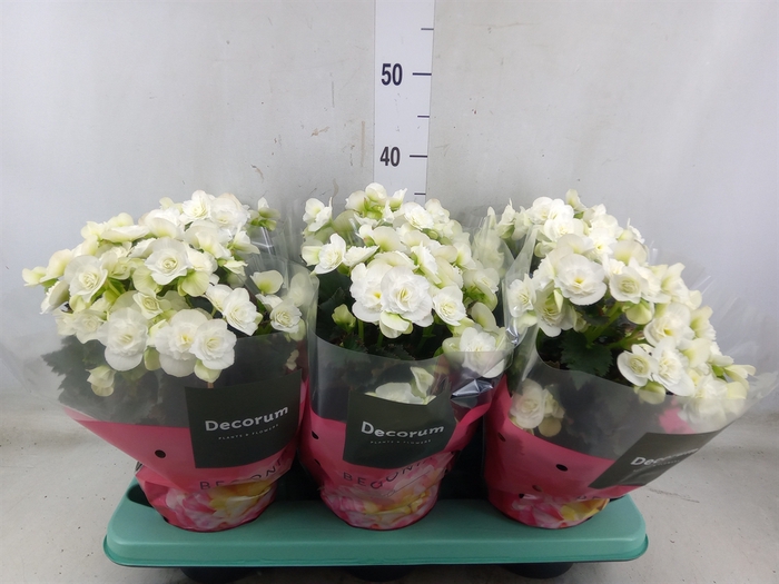 <h4>Begonia elat. DU 'Move2Joy White'</h4>