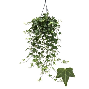 Hedera helix 'Elja'