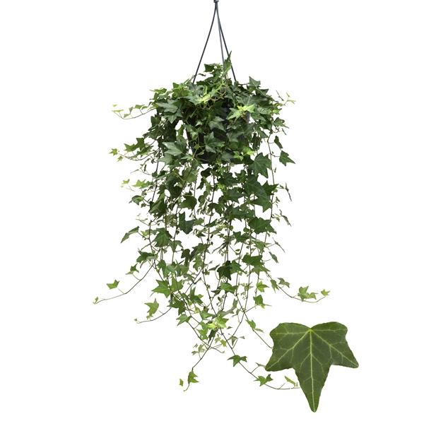 <h4>Hedera helix 'Elja'</h4>