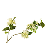 Bougainvillea White