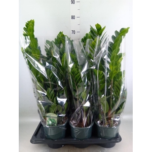 Zamioculcas zamiifolia