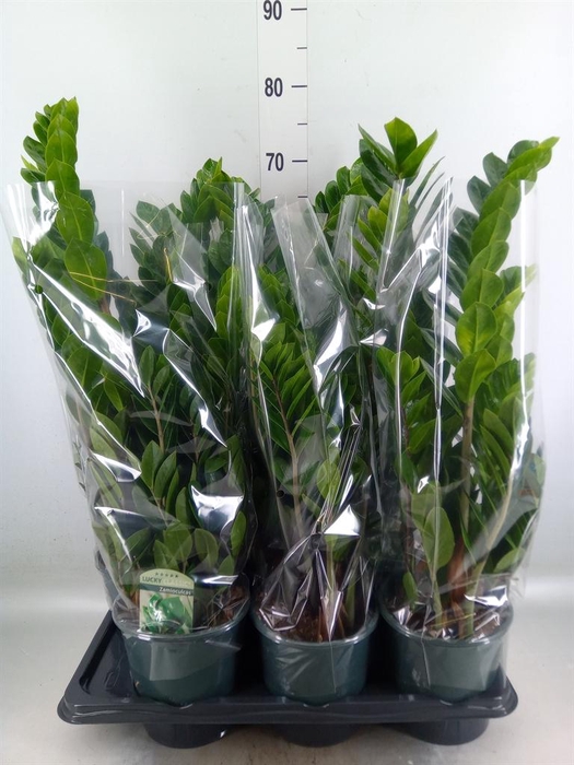 <h4>Zamioculcas zamiifolia</h4>