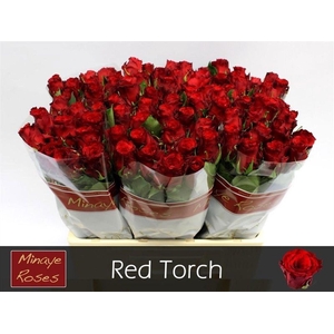 Rosa GR 'Red Torch'