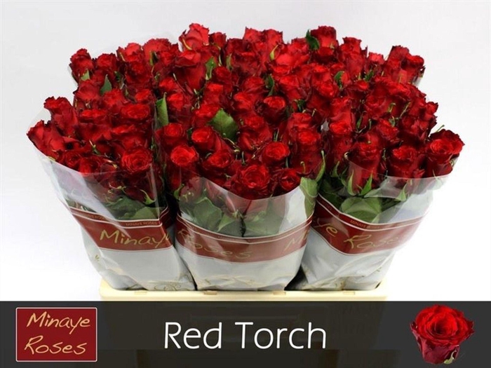 <h4>Rosa GR 'Red Torch'</h4>