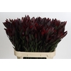 Leucadendron Saf Sunset Dark R.