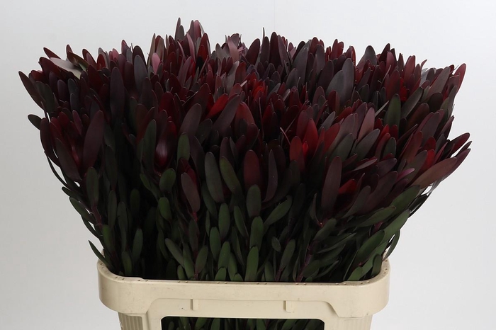 <h4>Leucadendron Saf Sunset Dark Red</h4>