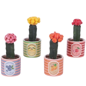 Cactus mix Ø8,5cm in Ceramic Pot Fresh Fruit Ø10cm
