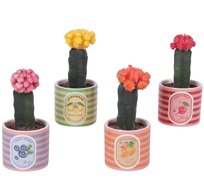 <h4>Cactus mix Ø8,5cm in Ceramic Pot Fresh Fruit Ø10cm</h4>