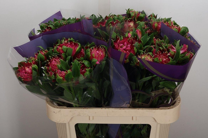 <h4>Alstr Fash Sofiena</h4>