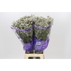 Limonium White Activa